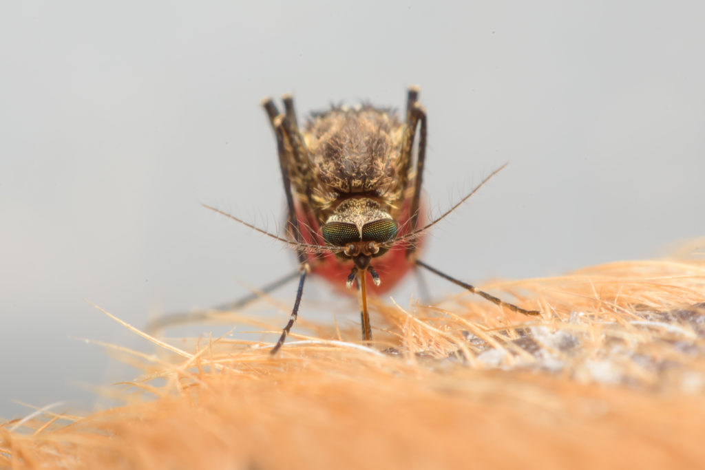 Prevenir o mosquito da dengue