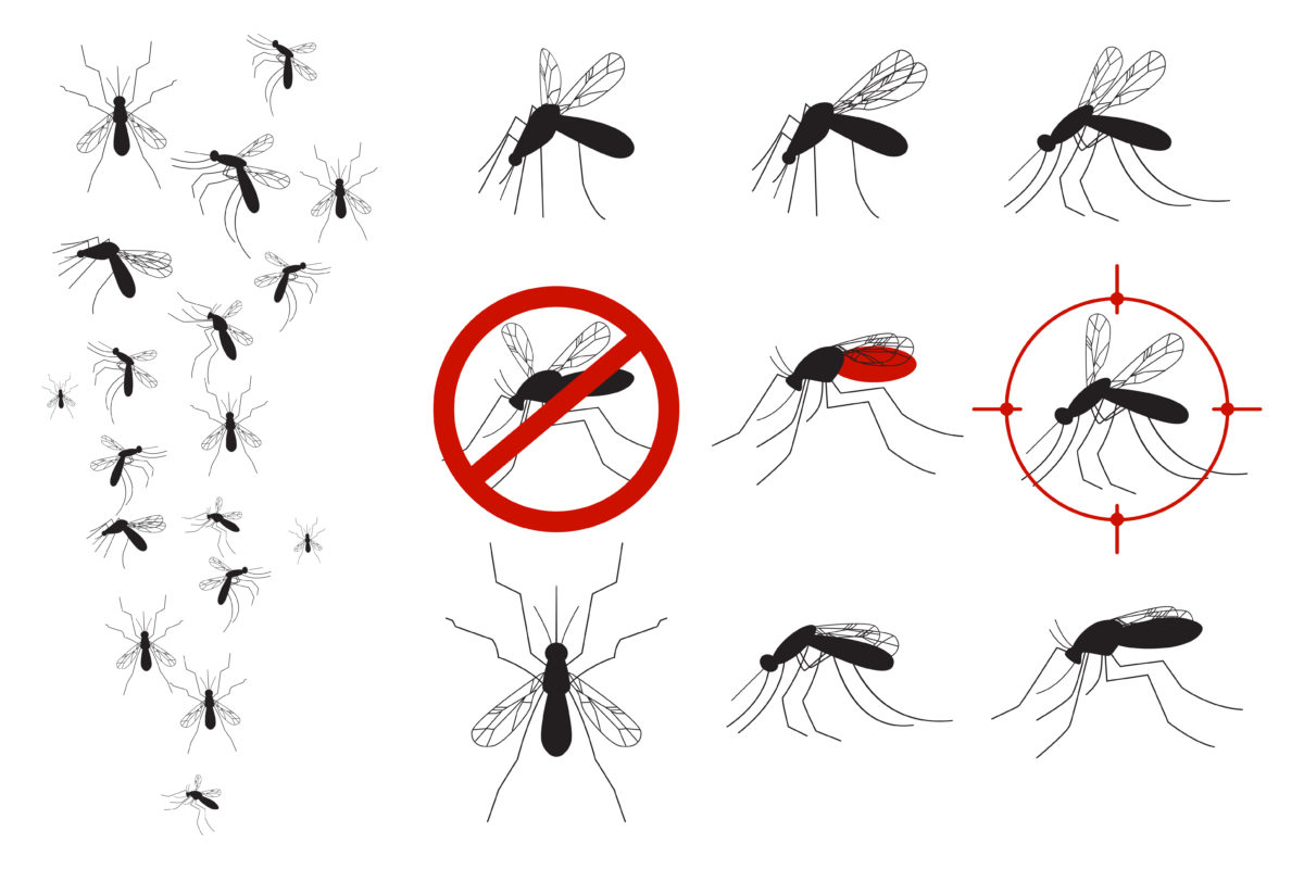 Combate A Dengue Como Combater O Mosquito De Forma Definitiva 